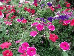 purple pink orchids at burnham park baguio city philippines